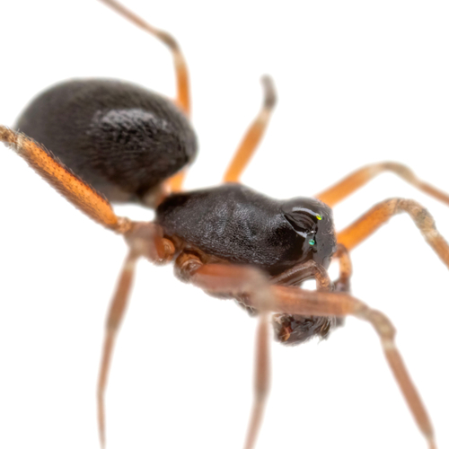 Erigonella hiemalis