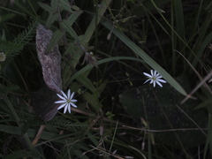 Stellaria graminea
