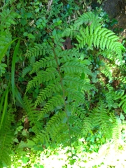 Athyrium tripinnatum