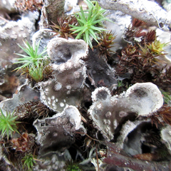 Peltigera extenuata