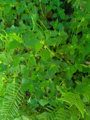 Chamabainia cuspidata