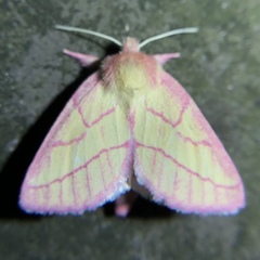 Hyparpax aurora