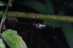 Tetragnatha nigrita