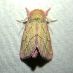 Hyparpax aurora
