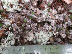 Peltigera extenuata