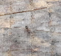 Prenolepis imparis