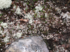 Peltigera extenuata