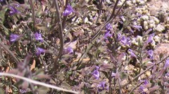 Hedeoma oblongifolia