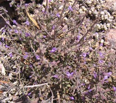 Hedeoma oblongifolia