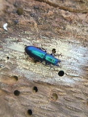 Pine Trogossitid Beetle