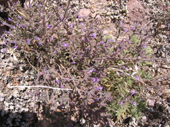 Hedeoma oblongifolia