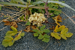 Glehnia littoralis