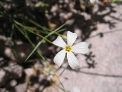 Phlox tenuifolia