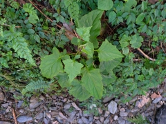 Notoseris melanantha