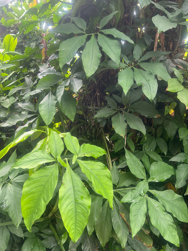 Syngonium angustatum observed 2025-04-27