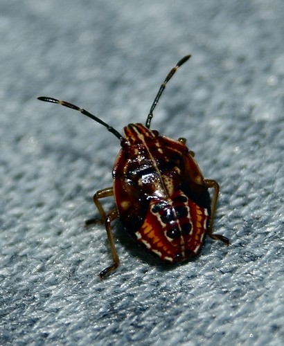 Edge-striped Shield Bug