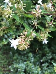 Abelia × grandiflora