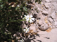 Phlox tenuifolia