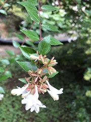 Abelia × grandiflora
