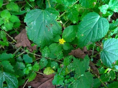 Lysimachia japonica