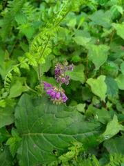 Salvia formosana