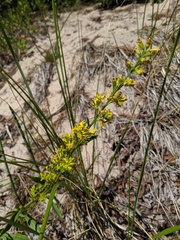 Solidago hispida huronensis