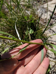 Solidago hispida huronensis