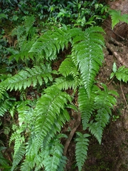 Metathelypteris gracilescens