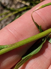 Solidago hispida huronensis