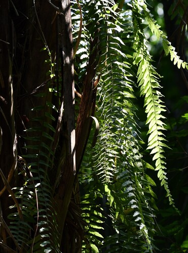 Nephrolepis biserrata