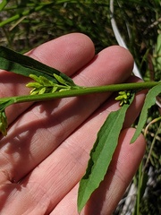 Solidago hispida huronensis