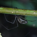 Tetragnatha nigrita - Photo (c) Lutautami, some rights reserved (CC BY-NC), uploaded by Lutautami