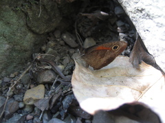 Cassionympha cassius