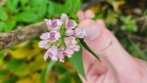 Image of Cedronella canariensis by no rights reserved