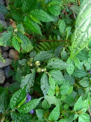 Elatostema parvum