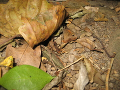 Cassionympha cassius