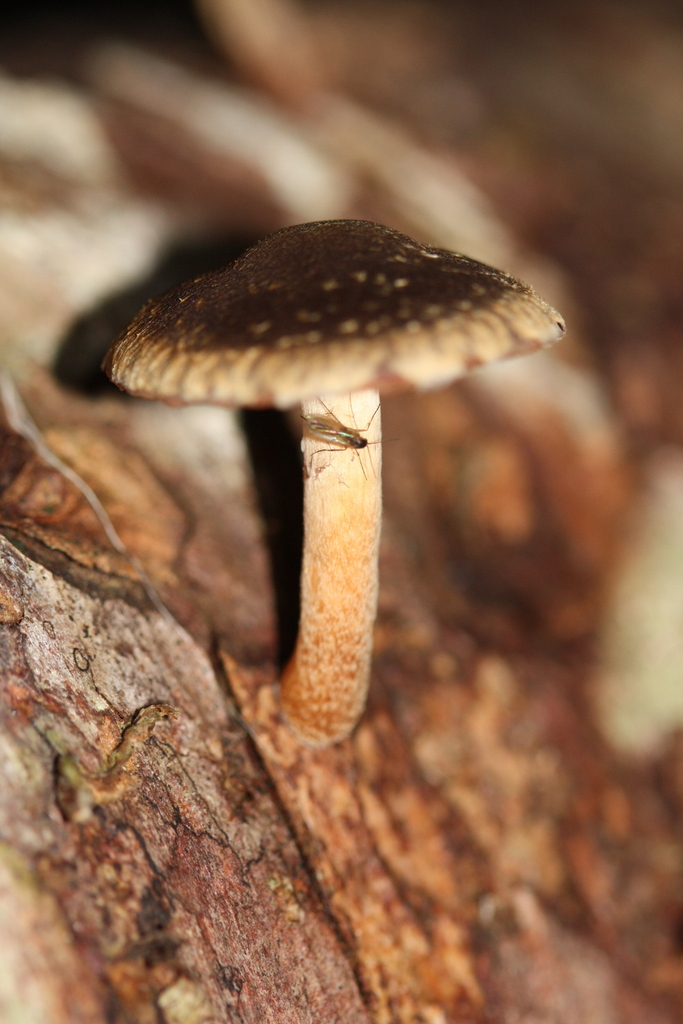 Hypholoma brunneum · April 2025 · photo: © juliette_f (iNaturalist, cc-by)