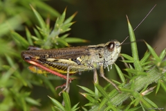 Chorthippus binotatus