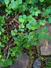 Elatostema obtusum trilobulatum