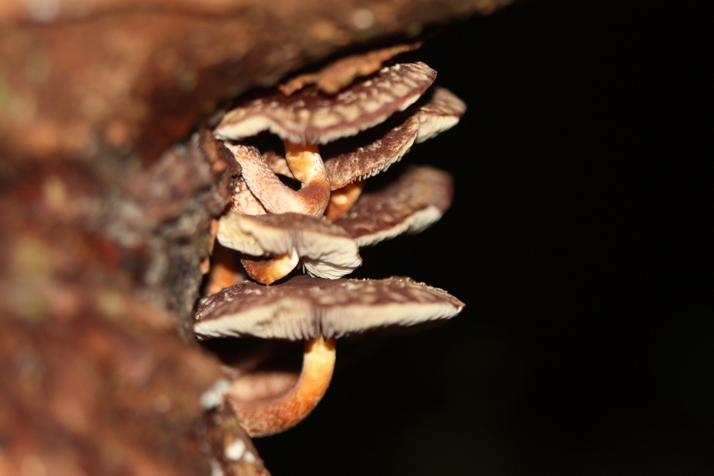 Hypholoma brunneum · April 2025 · photo: © juliette_f (iNaturalist, cc-by)