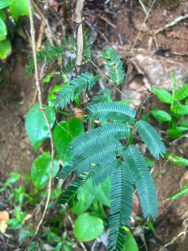Albizia chinensis observed 2025-04-27