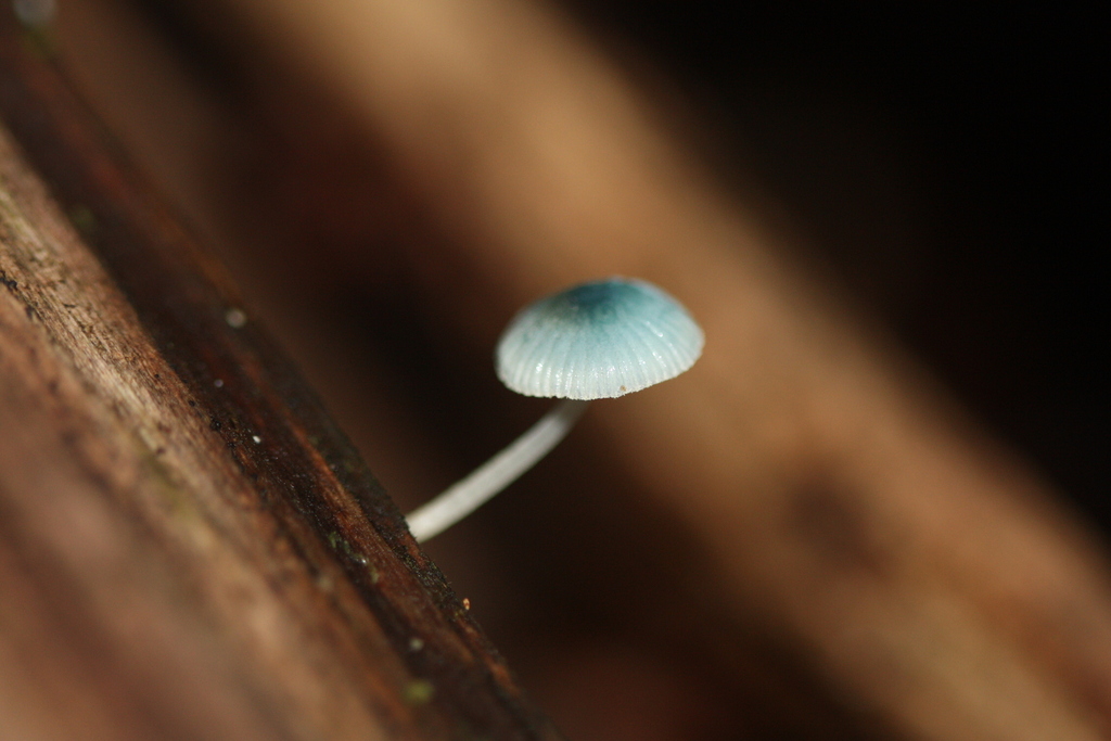 Mycena interrupta · April 2025 · photo: © juliette_f (iNaturalist, cc-by)