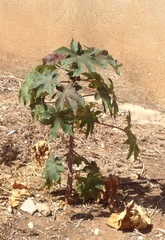 Ricinus communis