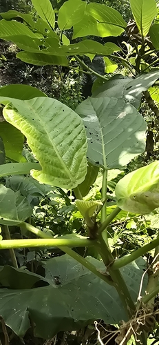 Image of Dendrocnide meyeniana by (c) 黃其君, some rights reserved (CC BY)