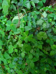Oxalis griffithii
