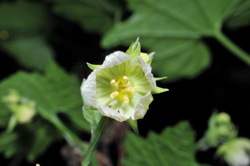 Sinobaijiania taiwaniana (Hayata) C.Jeffrey & W.J.de Wilde