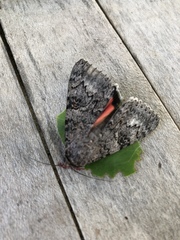 Catocala californica