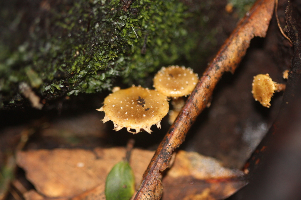 Pholiota subflammans · April 2025 · photo: © juliette_f (iNaturalist, cc-by)