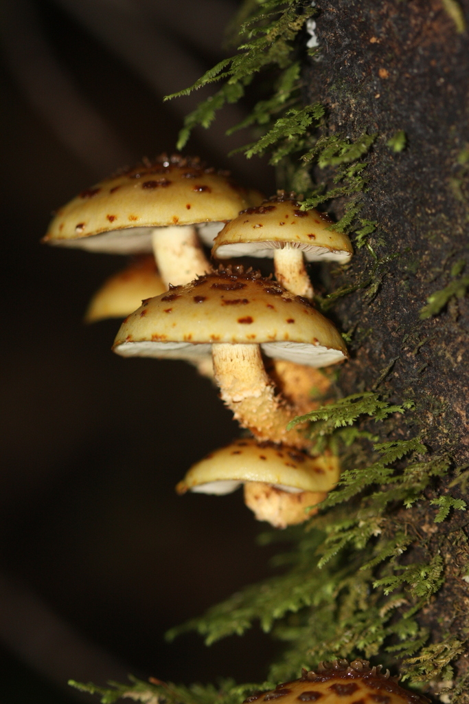 Pholiota glutinosa · April 2025 · photo: © juliette_f (iNaturalist, cc-by)