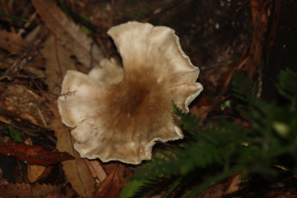 Clitocybe nebularis · April 2025 · photo: © juliette_f (iNaturalist, cc-by)